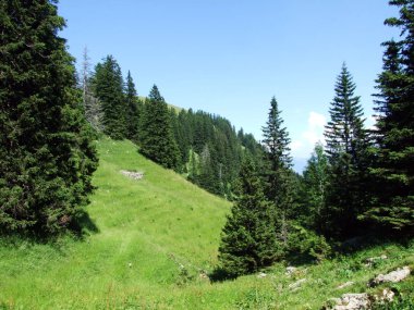 Ağaçlar ve herdem yeşil ormanlar yamaçlarda Alpstein dağ ve nehir Ren Vadisi - St. Gallen Kanton ve Appenzell Innerrhoden, İsviçre