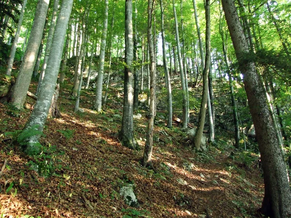 Fák Vegyes Erdők Lejtők Alpstein Hegység Folyón Rajna Völgy Gallen — Stock Fotó