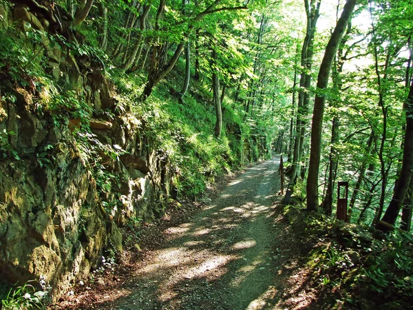 Ağaçlar ve karışık ormanlar pistlerinin Alpstein dağ ve nehir Ren Vadisi - St. Gallen Kanton ve Appenzell Innerrhoden, İsviçre