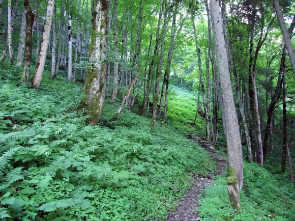 Árboles Bosques Mixtos Las Laderas Cordillera Alpstein Del Valle Del — Foto de Stock