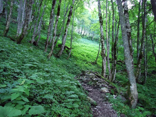 Stromy Smíšené Lesy Svazích Alpstein Pohoří Řeky Rýn Valley Kantonech — Stock fotografie