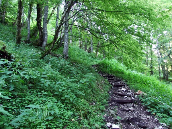 Árboles Bosques Mixtos Las Laderas Cordillera Alpstein Del Valle Del —  Fotos de Stock