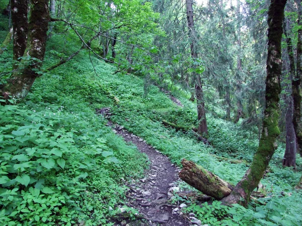 Bomen Gemengde Bossen Van Hellingen Van Alpstein Gebergte Rivier Rijndal — Stockfoto