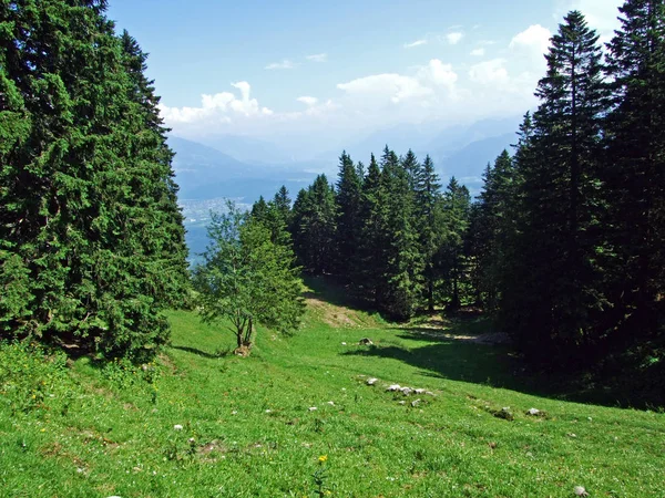 Stromy Smíšené Lesy Svazích Alpstein Pohoří Řeky Rýn Valley Kantonech — Stock fotografie