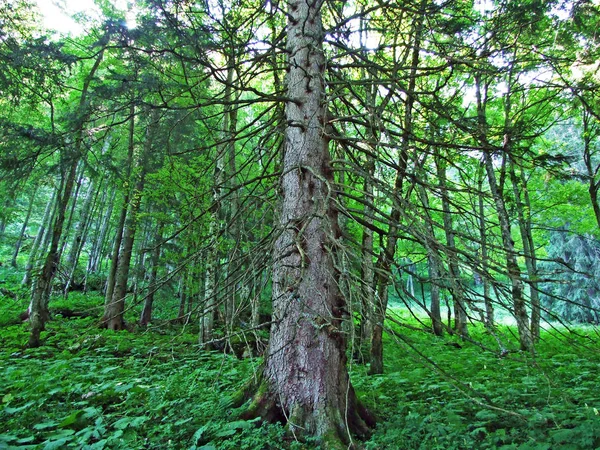 Arbres Forêts Mixtes Des Versants Chaîne Montagnes Alpstein Vallée Rhin — Photo