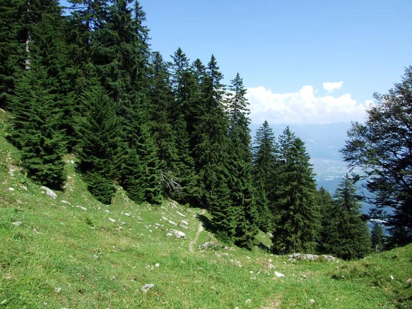 Ağaçlar ve karışık ormanlar pistlerinin Alpstein dağ ve nehir Ren Vadisi - St. Gallen Kanton ve Appenzell Innerrhoden, İsviçre