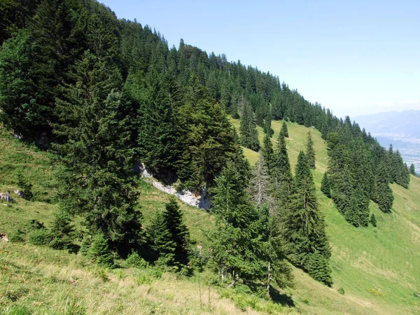 Stromy Smíšené Lesy Svazích Alpstein Pohoří Řeky Rýn Valley Kantonech — Stock fotografie