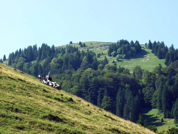 Arbres Forêts Mixtes Des Versants Chaîne Montagnes Alpstein Vallée Rhin — Photo