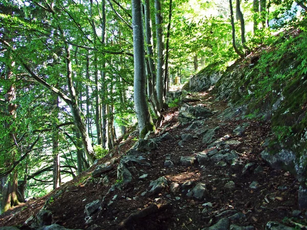 Дерева Мішаних Лісах Схилах Гірського Хребта Alpstein Річки Рейн Долина — стокове фото