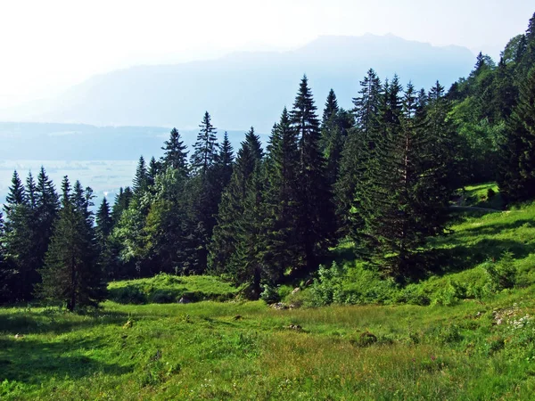 Bomen Groenblijvende Bossen Hellingen Van Alpstein Gebergte Rivier Rijndal Kantons — Stockfoto