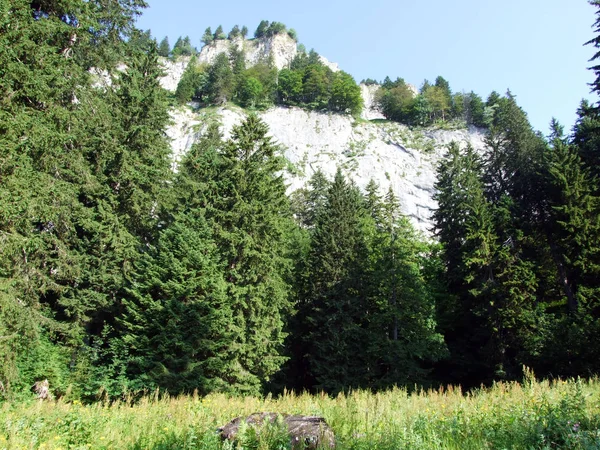Ağaçlar ve herdem yeşil ormanlar yamaçlarda Alpstein dağ ve nehir Ren Vadisi - St. Gallen Kanton ve Appenzell Innerrhoden, İsviçre