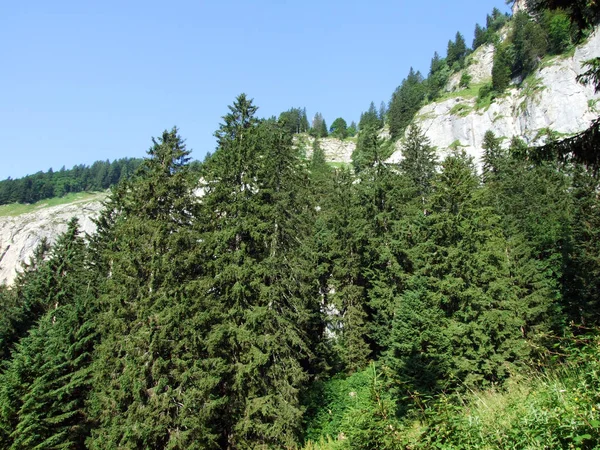 Ağaçlar ve herdem yeşil ormanlar yamaçlarda Alpstein dağ ve nehir Ren Vadisi - St. Gallen Kanton ve Appenzell Innerrhoden, İsviçre
