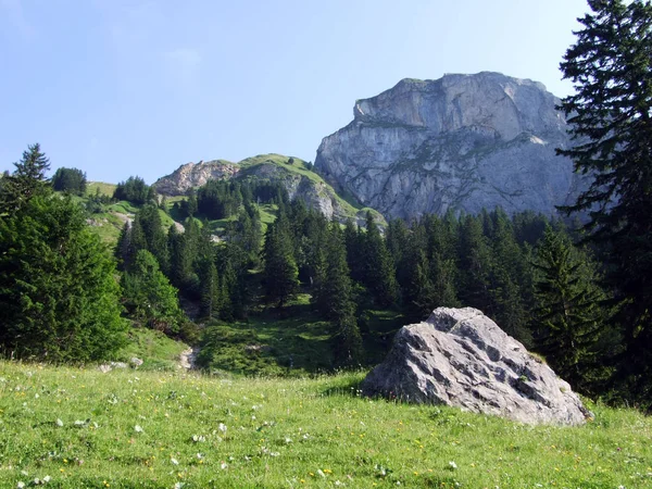常緑の森 川にあるライン渓谷 カントンのザンクトガレンやアッペンツェル Innerrhoden スイス連邦共和国の Alpstein 山脈の斜面に — ストック写真