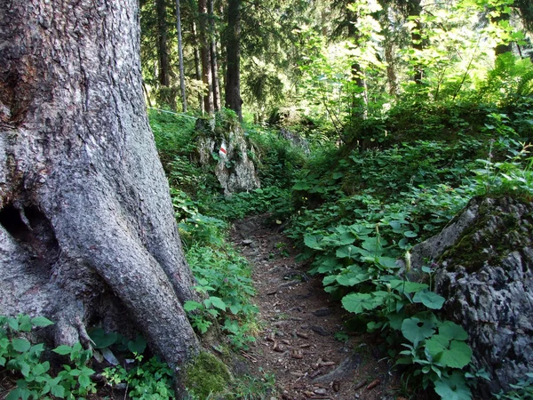 常緑の森 川にあるライン渓谷 カントンのザンクトガレンやアッペンツェル Innerrhoden スイス連邦共和国の Alpstein 山脈の斜面に — ストック写真