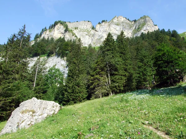 Trees and evergreen forests on the slopes of Alpstein mountain range and of the river Rhine valley - Cantons of St. Gallen and Appenzell Innerrhoden, Switzerland