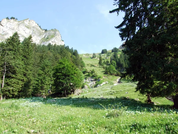 常緑の森 川にあるライン渓谷 カントンのザンクトガレンやアッペンツェル Innerrhoden スイス連邦共和国の Alpstein 山脈の斜面に — ストック写真