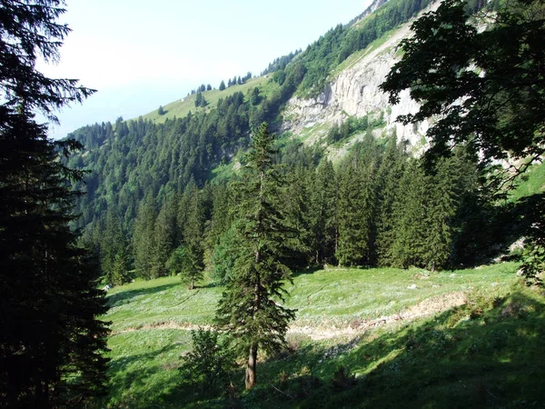 Trees Evergreen Forests Slopes Alpstein Mountain Range River Rhine Valley — Stock Photo, Image