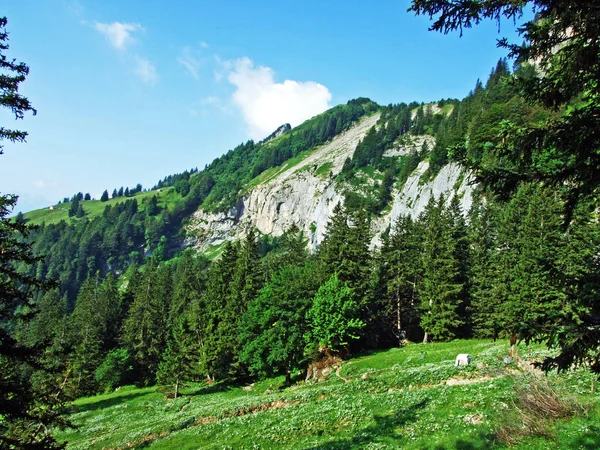 Stromy Jehličnaté Lesy Svazích Alpstein Pohoří Řeky Rýn Valley Kantonech — Stock fotografie