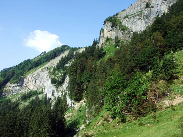 Ağaçlar ve herdem yeşil ormanlar yamaçlarda Alpstein dağ ve nehir Ren Vadisi - St. Gallen Kanton ve Appenzell Innerrhoden, İsviçre