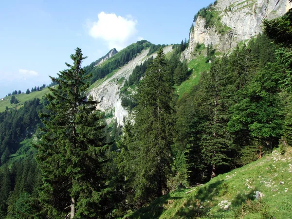 常緑の森 川にあるライン渓谷 カントンのザンクトガレンやアッペンツェル Innerrhoden スイス連邦共和国の Alpstein 山脈の斜面に — ストック写真