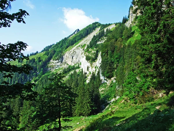 Stromy Jehličnaté Lesy Svazích Alpstein Pohoří Řeky Rýn Valley Kantonech — Stock fotografie