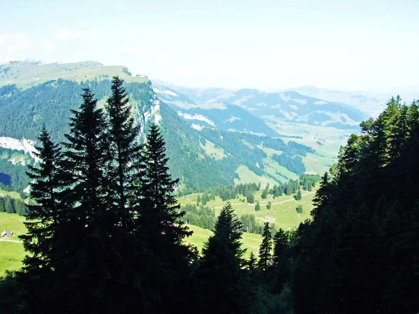 常緑の森 川にあるライン渓谷 カントンのザンクトガレンやアッペンツェル Innerrhoden スイス連邦共和国の Alpstein 山脈の斜面に — ストック写真