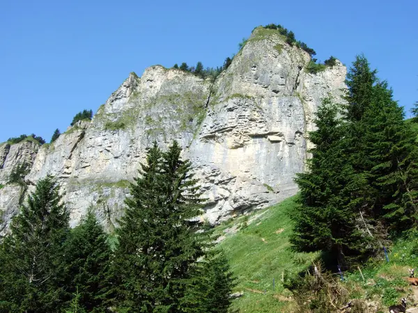 Ağaçlar ve herdem yeşil ormanlar yamaçlarda Alpstein dağ ve nehir Ren Vadisi - St. Gallen Kanton ve Appenzell Innerrhoden, İsviçre