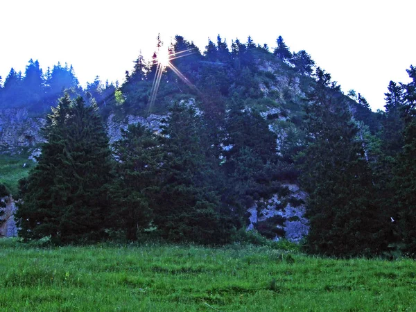 Дерева Вічнозеленими Лісами Схилах Гірського Хребта Alpstein Річки Рейн Долина — стокове фото