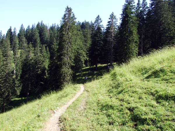 Árboles Bosques Siempreverdes Las Laderas Cordillera Alpstein Del Valle Del —  Fotos de Stock