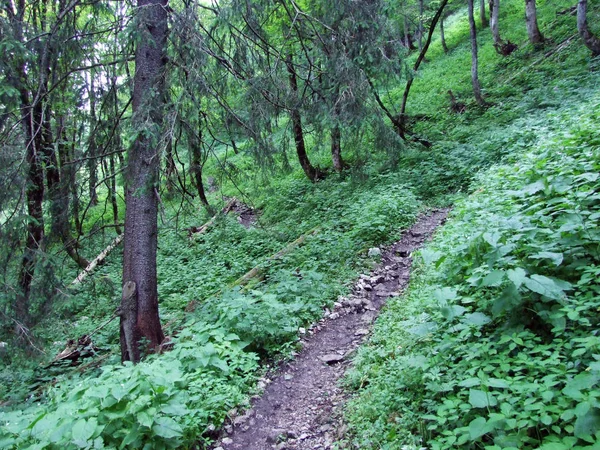 Arbres Forêts Feuilles Persistantes Sur Les Pentes Chaîne Montagnes Alpstein — Photo