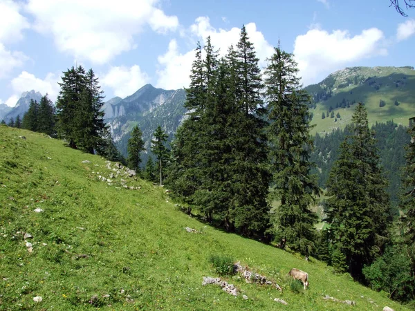 Stromy Jehličnaté Lesy Svazích Alpstein Pohoří Řeky Rýn Valley Kantonech — Stock fotografie