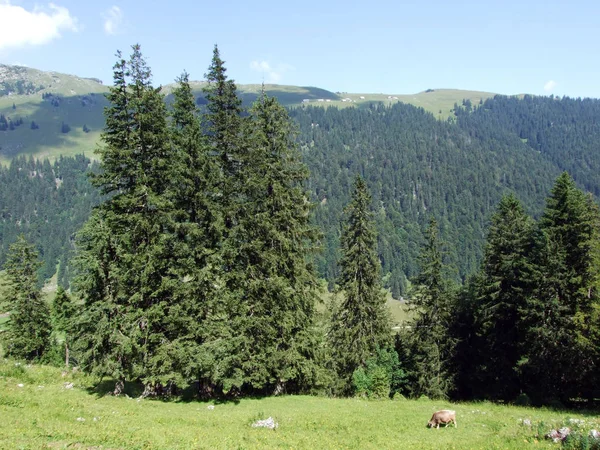 Arbres Forêts Feuilles Persistantes Sur Les Pentes Chaîne Montagnes Alpstein — Photo