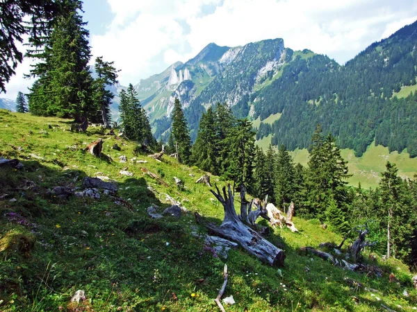 Arbres Forêts Feuilles Persistantes Sur Les Pentes Chaîne Montagnes Alpstein — Photo