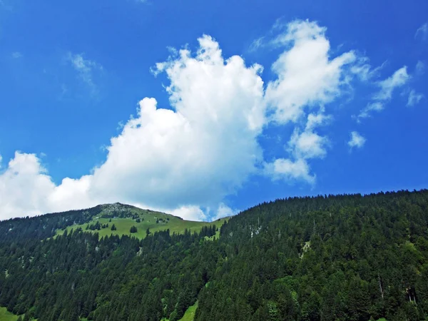 Arbres Forêts Feuilles Persistantes Sur Les Pentes Chaîne Montagnes Alpstein — Photo