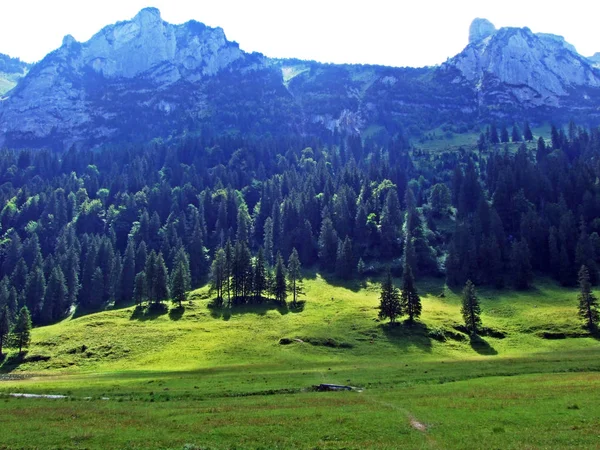 Stromy Jehličnaté Lesy Svazích Alpstein Pohoří Řeky Rýn Valley Kantonech — Stock fotografie