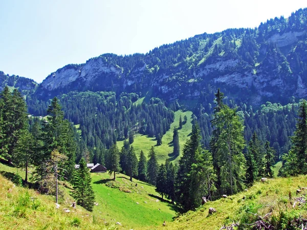 常緑の森 川にあるライン渓谷 カントンのザンクトガレンやアッペンツェル Innerrhoden スイス連邦共和国の Alpstein 山脈の斜面に — ストック写真