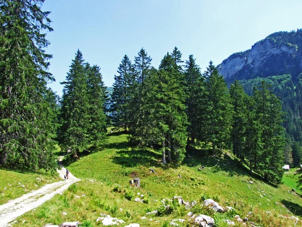 Árboles Bosques Siempreverdes Las Laderas Cordillera Alpstein Del Valle Del — Foto de Stock