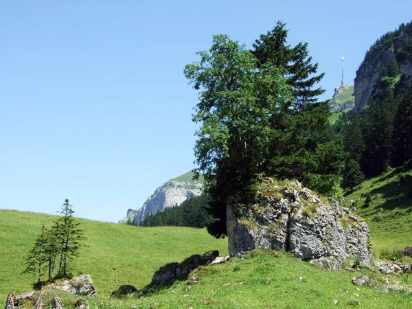 Ağaçlar Herdem Yeşil Ormanlar Yamaçlarda Alpstein Dağ Nehir Ren Vadisi — Stok fotoğraf