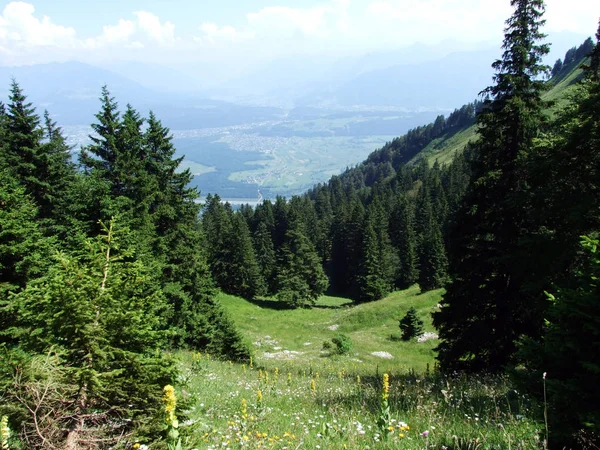 나무와 Alpstein의와 골짜기 장크트 Innerrhoden 스위스의에 — 스톡 사진