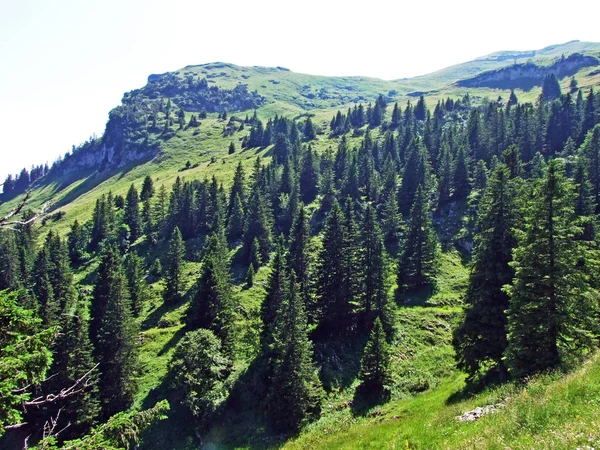 阿尔普斯坦山脉和莱茵河谷山坡上的树木和常绿森林 瑞士圣加仑和阿彭策尔因纳罗登州 — 图库照片