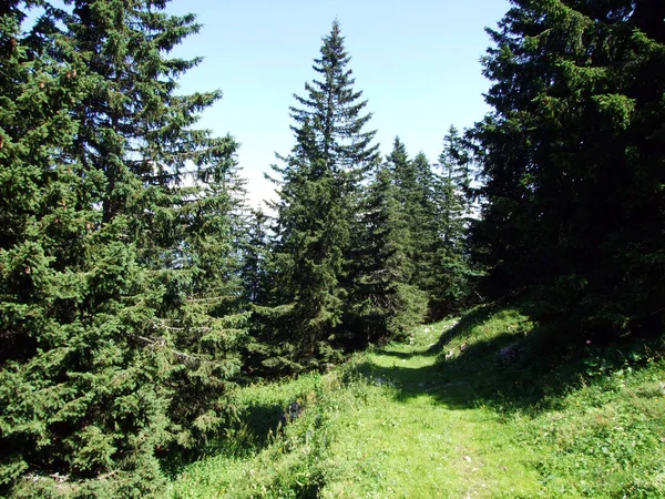 Trees Evergreen Forests Slopes Alpstein Mountain Range River Rhine Valley — Stock Photo, Image