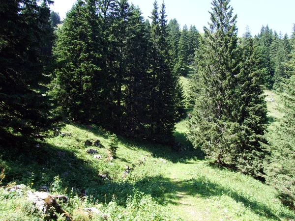 Bomen Groenblijvende Bossen Hellingen Van Alpstein Gebergte Rivier Rijndal Kantons — Stockfoto