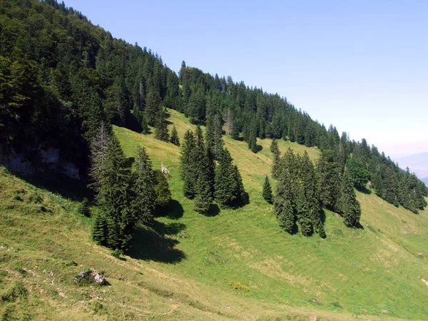 Arbres Forêts Feuilles Persistantes Sur Les Pentes Chaîne Montagnes Alpstein — Photo