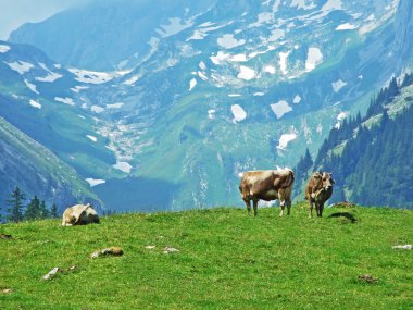Alpstein dağ ve nehir Ren Vadisi - St. Gallen Kanton ve Appenzell Innerrhoden, İsviçre kayak pistlerine mera üzerinde ineklerin