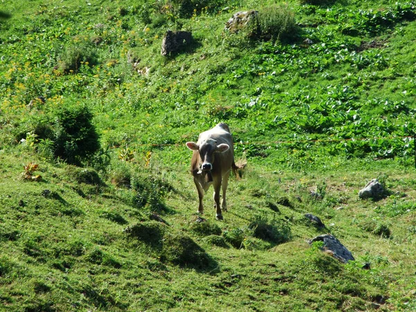 Cows Pastures Slopes Alpstein Mountain Range River Rhine Valley Cantons — Stock Photo, Image