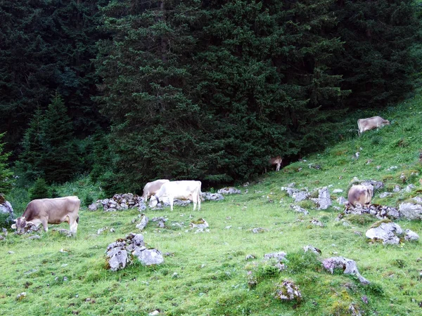 Krów Pastwiskach Stoków Alpstein Pasmo Górskie Rzeki Ren Kantony Gallen — Zdjęcie stockowe