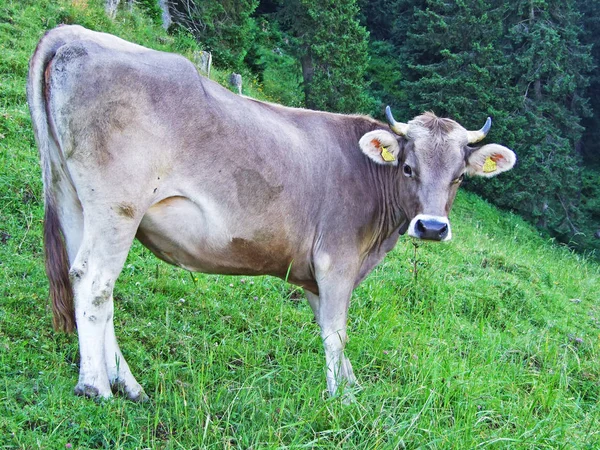 Vacas Nas Pastagens Das Encostas Cordilheira Alpstein Vale Reno Cantões — Fotografia de Stock