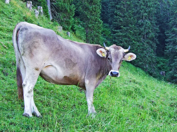 Koeien Weiden Van Hellingen Van Alpstein Gebergte Rivier Rijndal Kantons — Stockfoto