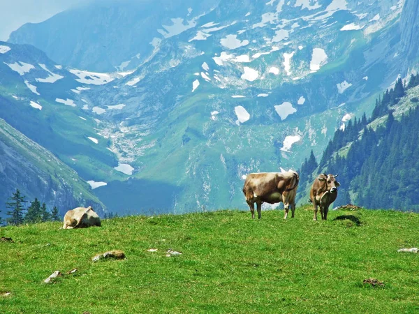 Alpstein dağ ve nehir Ren Vadisi - St. Gallen Kanton ve Appenzell Innerrhoden, İsviçre kayak pistlerine mera üzerinde ineklerin