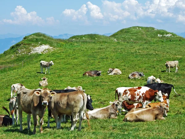 Alpstein dağ ve nehir Ren Vadisi - St. Gallen Kanton ve Appenzell Innerrhoden, İsviçre kayak pistlerine mera üzerinde ineklerin